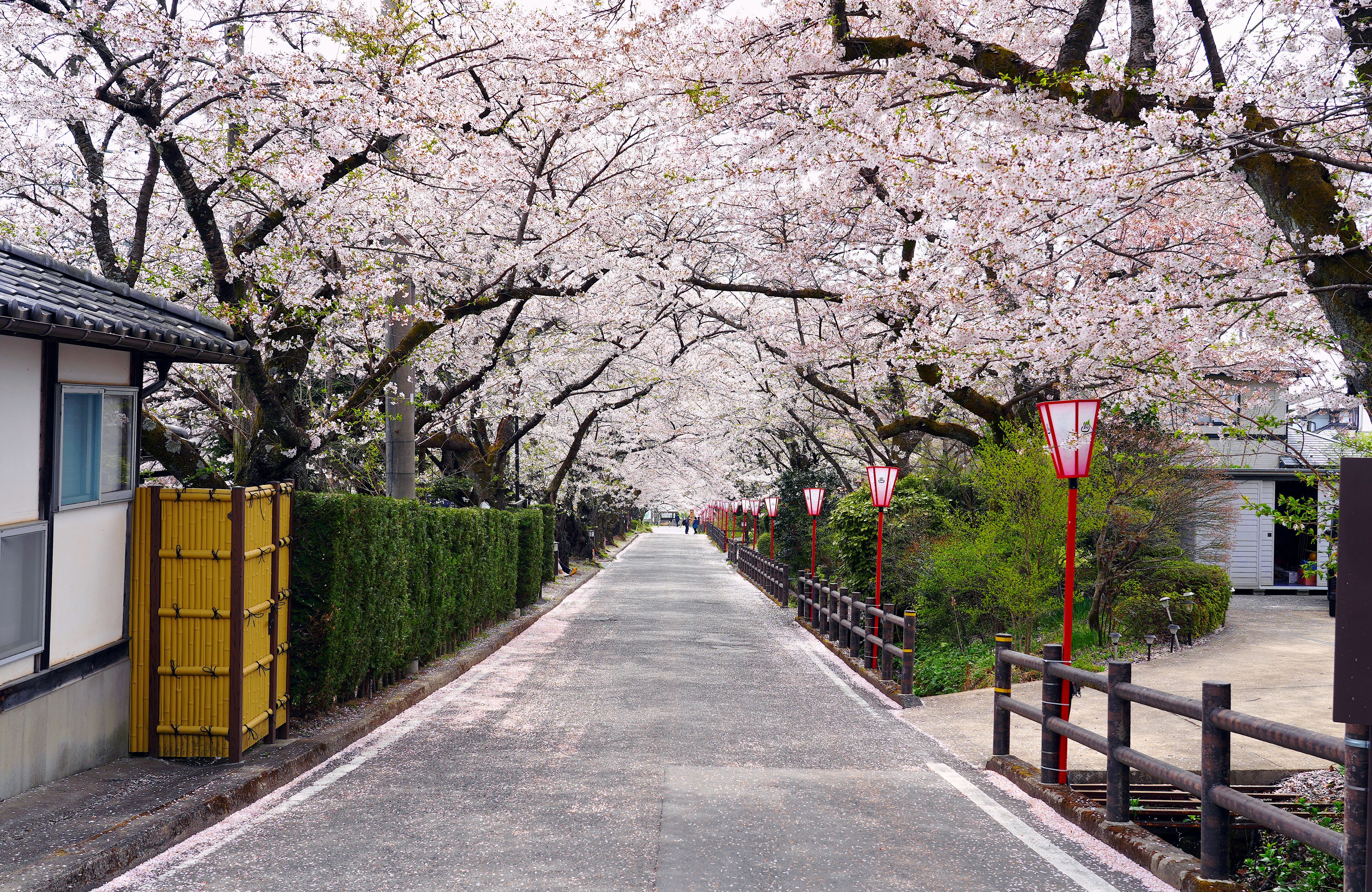 A pathway lined with cherry blossoms, a traditional building, and a yellow gate.