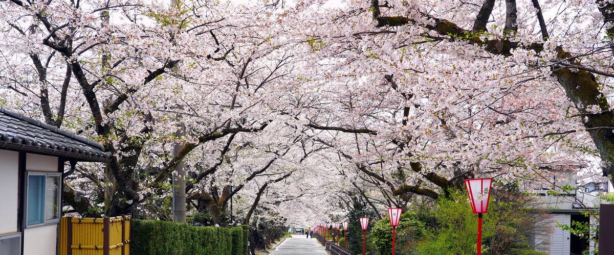 A pathway lined with cherry blossoms, a traditional building, and a yellow gate.