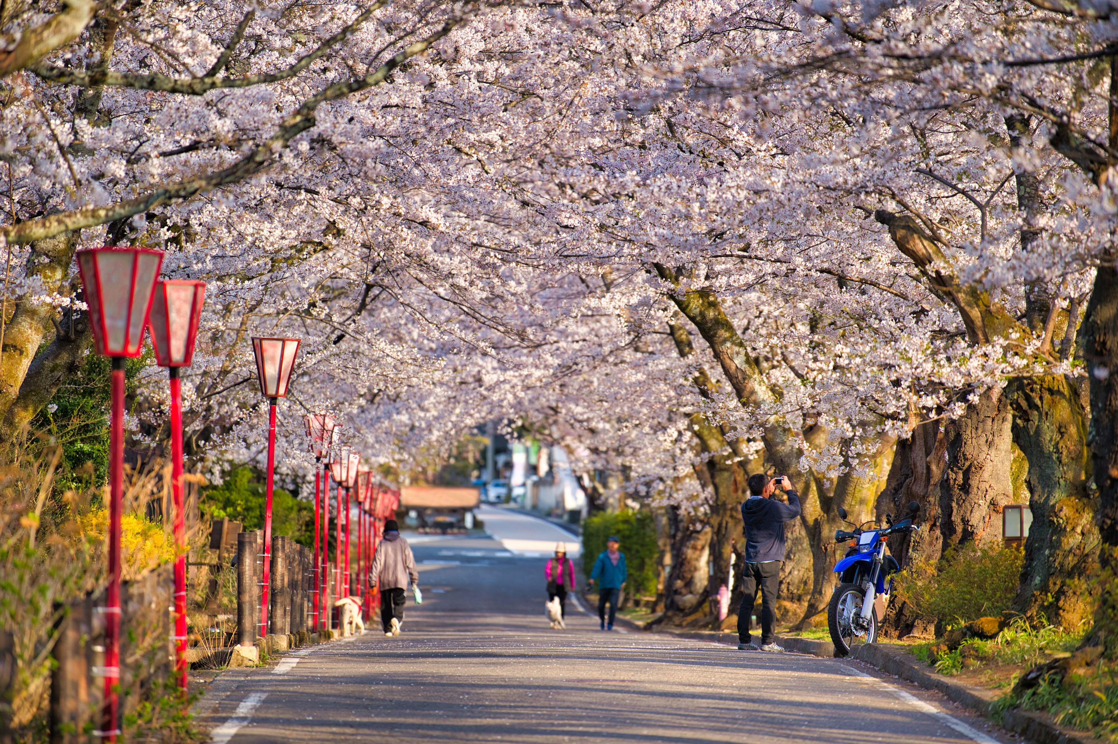 Sakurazaka, Sakura tunnel at Dake Onsen, Nihommatsu, Fukushima Japan.