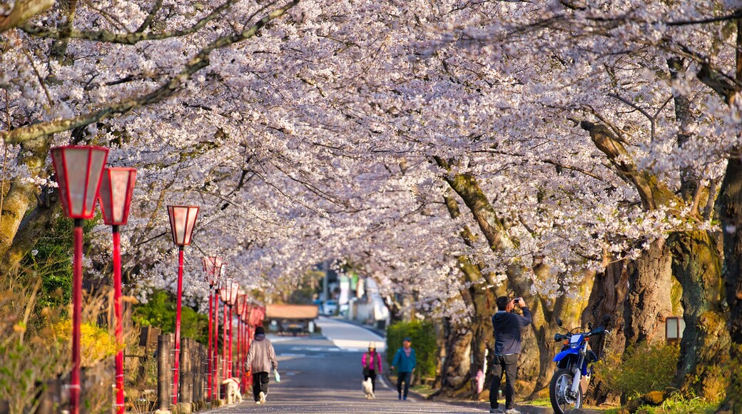 Sakurazaka, Sakura tunnel at Dake Onsen, Nihommatsu, Fukushima Japan.
