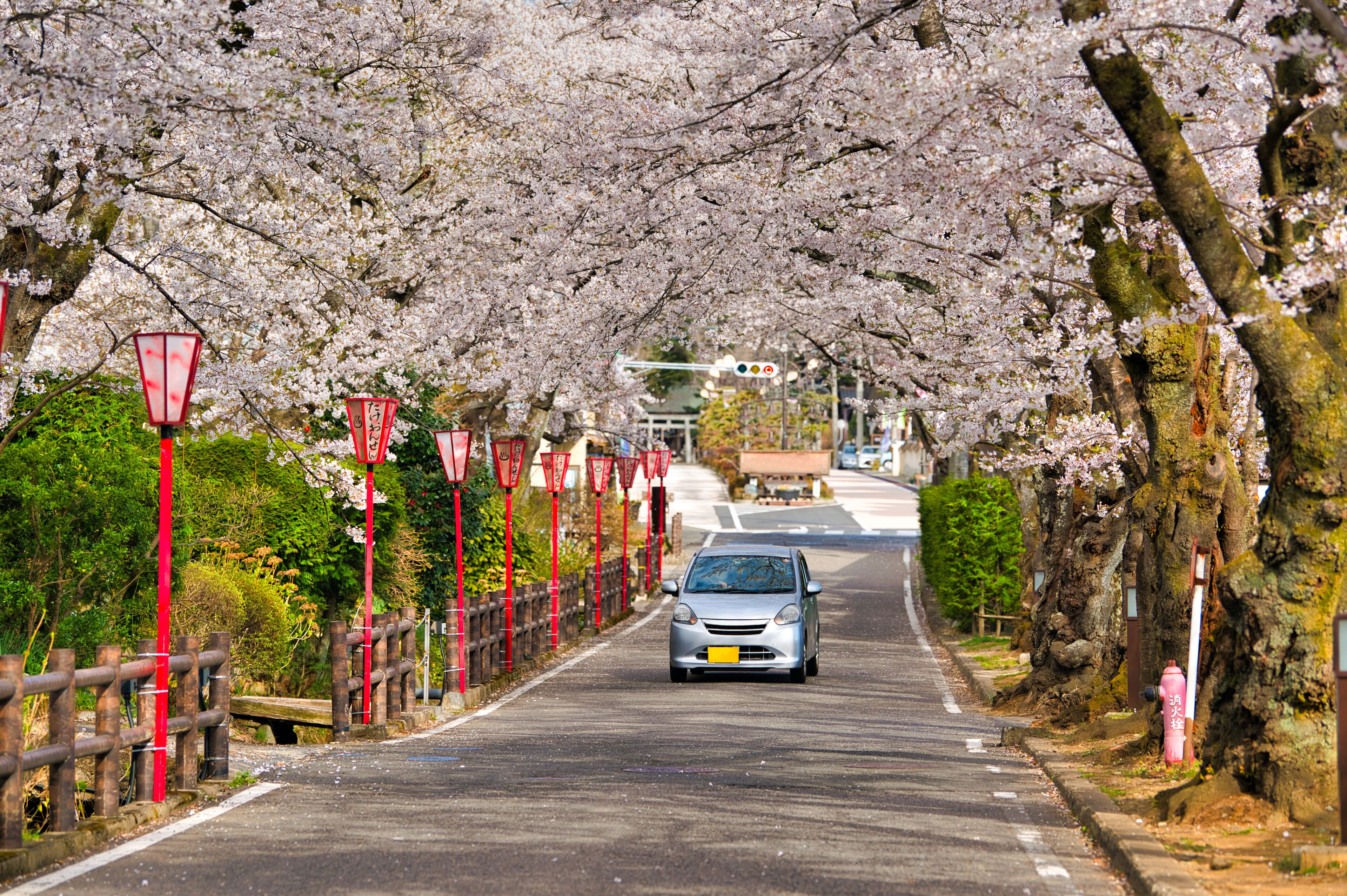 Sakurazaka, Sakura tunnel at Dake Onsen, Nihommatsu, Fukushima Japan.