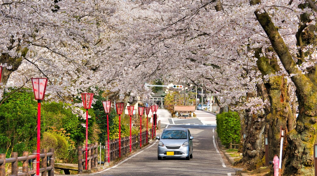 Sakurazaka, Sakura tunnel at Dake Onsen, Nihommatsu, Fukushima Japan.