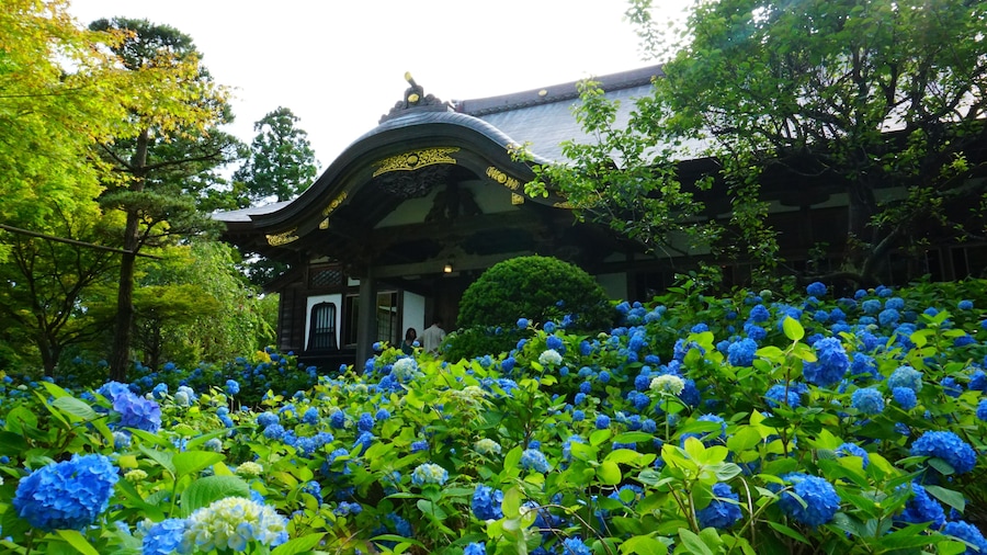 秋田県男鹿市、雲昌寺。境内の一面が青いアジサイで覆われる「あじさい寺」として知られる。