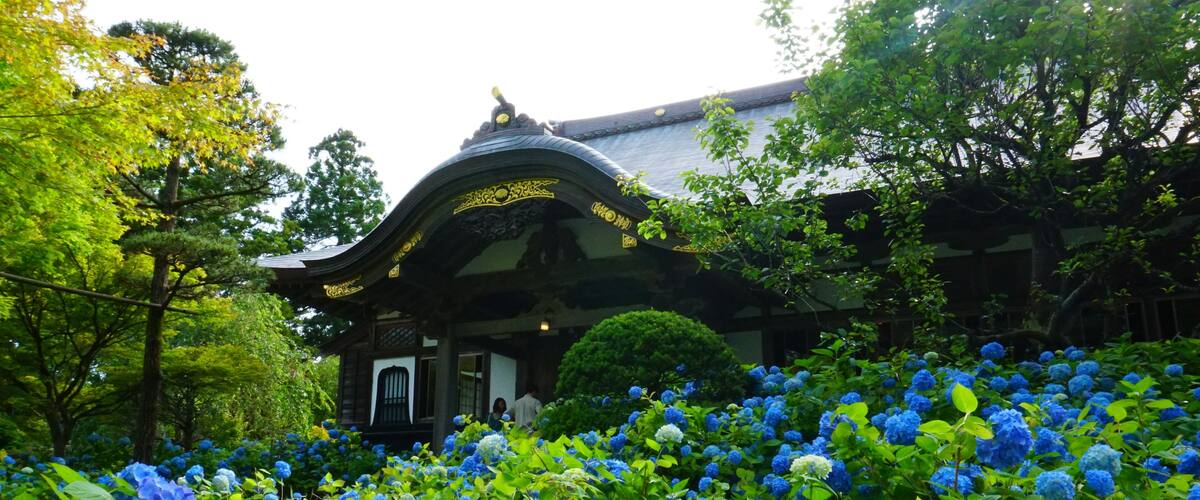 A traditional Japanese building surrounded by lush greenery and vibrant blue hydrangea flowers.