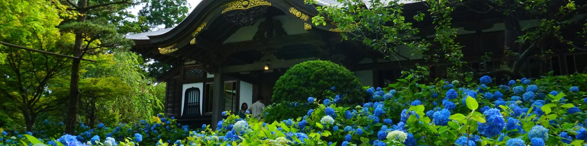 A traditional Japanese building surrounded by lush greenery and vibrant blue hydrangea flowers.