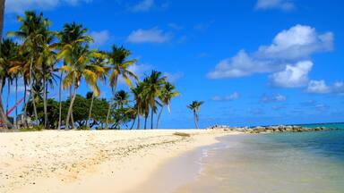 A sandy beach with palm trees and clear blue water.