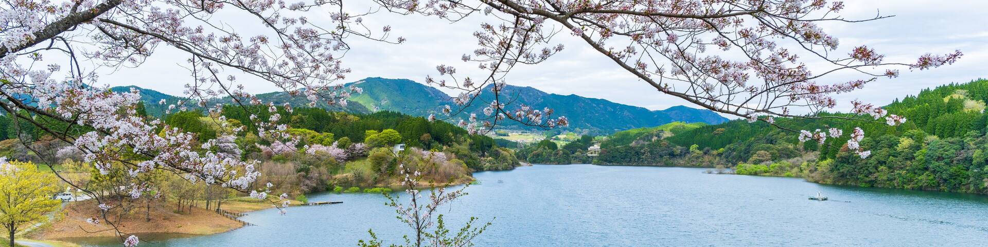ダム湖の風に揺れる桜の木と公園風景
Park scenery with cherry blossom trees swaying in the wind of the dam lake
日本(春)2023年
Japan (Spring) 2023
九州・熊本県美里町
Misato Town, Kumamoto Prefecture, Kyushu
「緑川ダム」