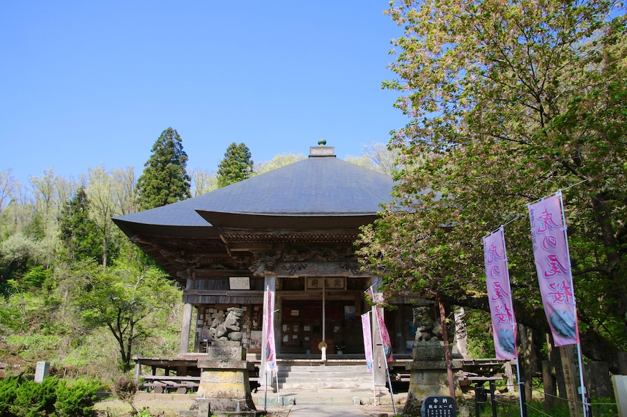 法用寺の虎の尾桜(福島県・会津美里町)