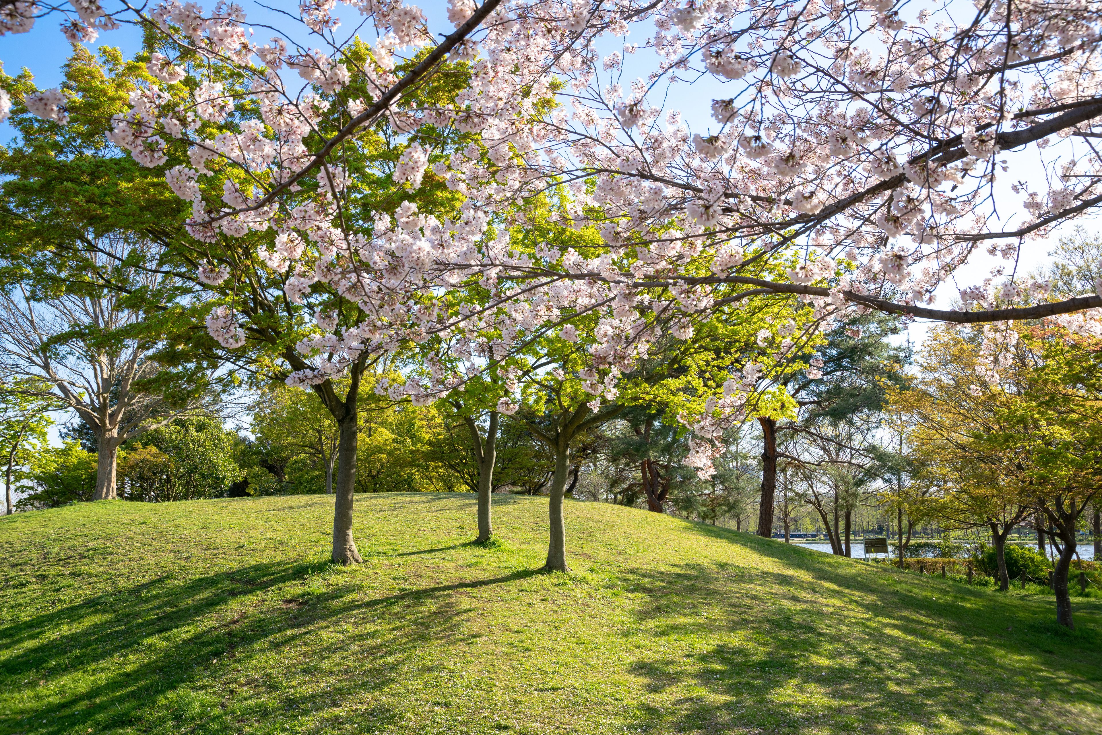 満開の桜 みさと公園