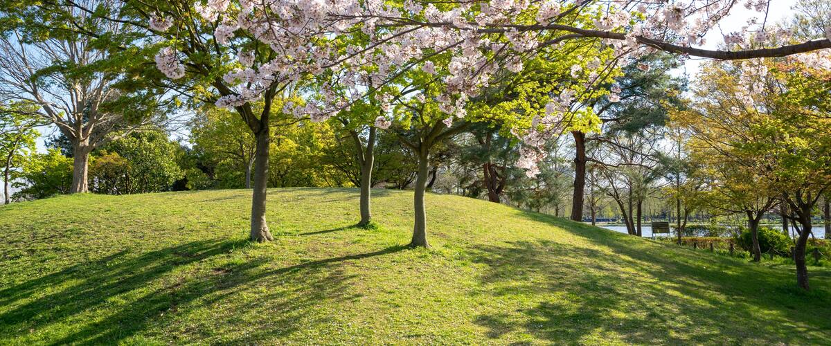 満開の桜 みさと公園