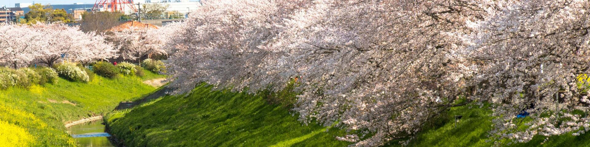 Cherry blossom rows along the Toyoda River in Mobara city, Chiba Prefecture