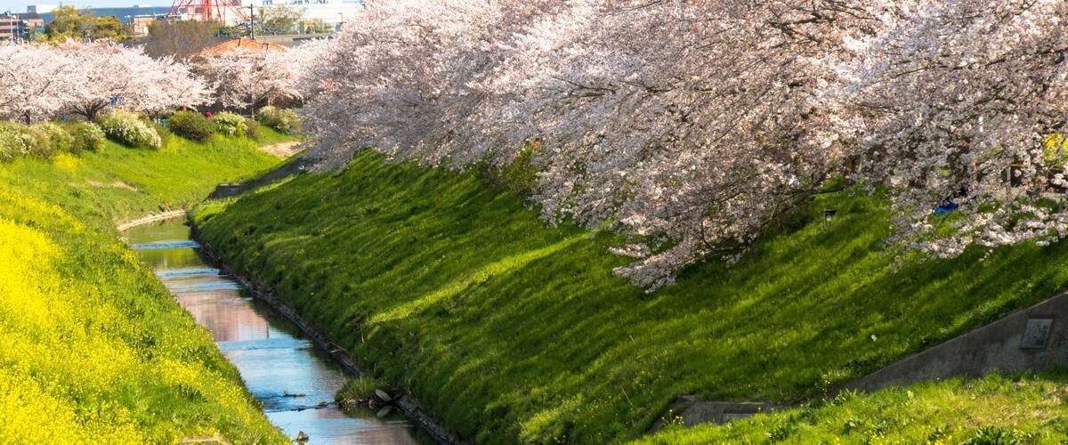 A river with cherry blossoms, a grassy embankment, and a red communication tower in the background.