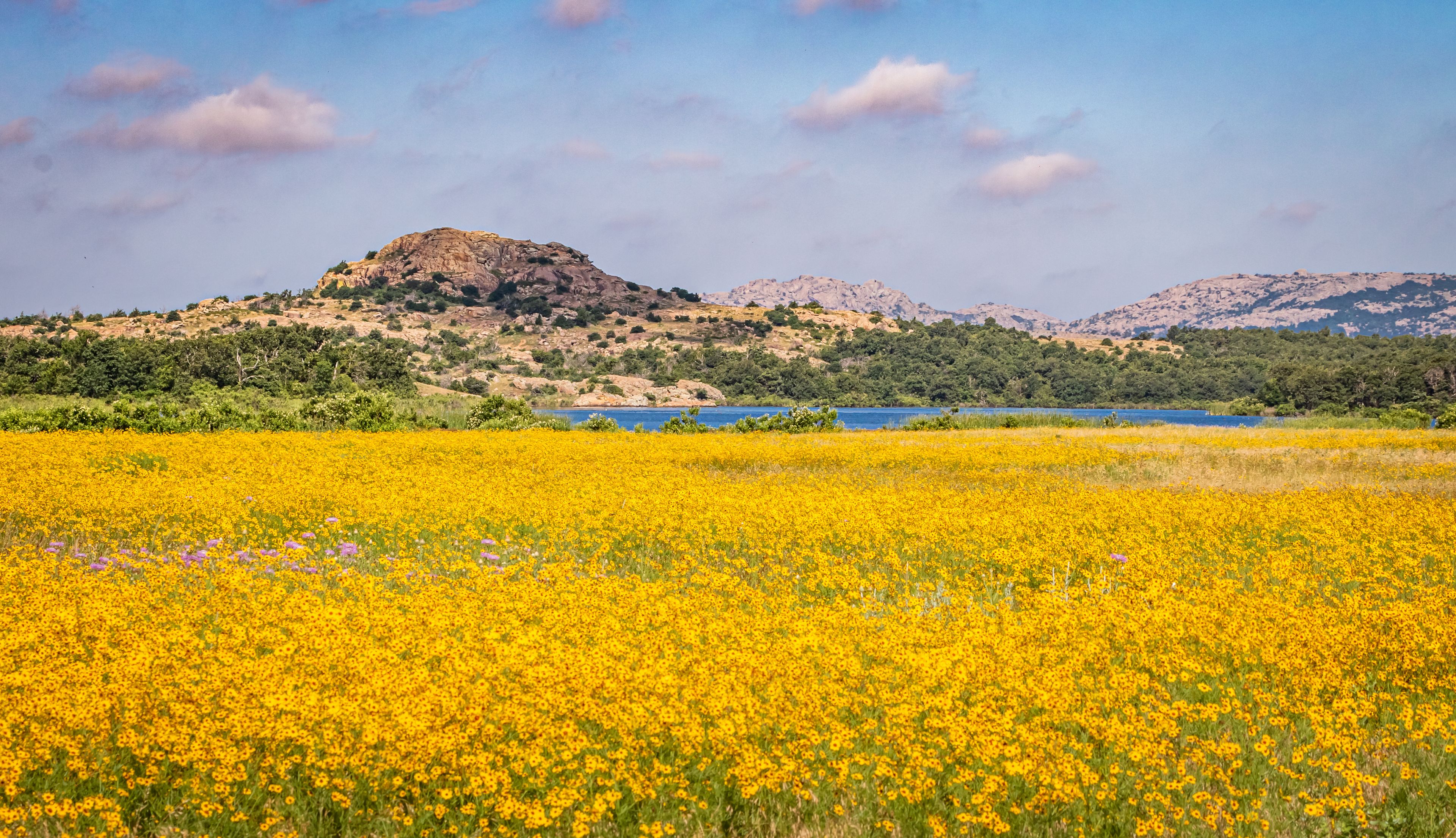 Ein Feld voller gelber Blumen, ein See und Berge im Hintergrund.