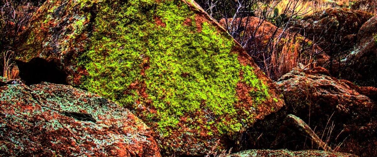 Baldy Point Climbing Area. #green