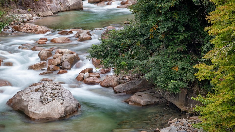 A river flowing over rocks with dense green foliage on the banks.