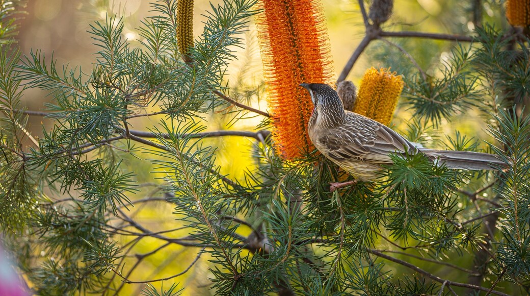 Girraween National Park which includes forest scenes and bird life