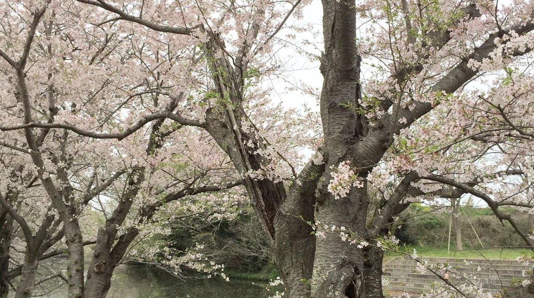 old Sakura tree