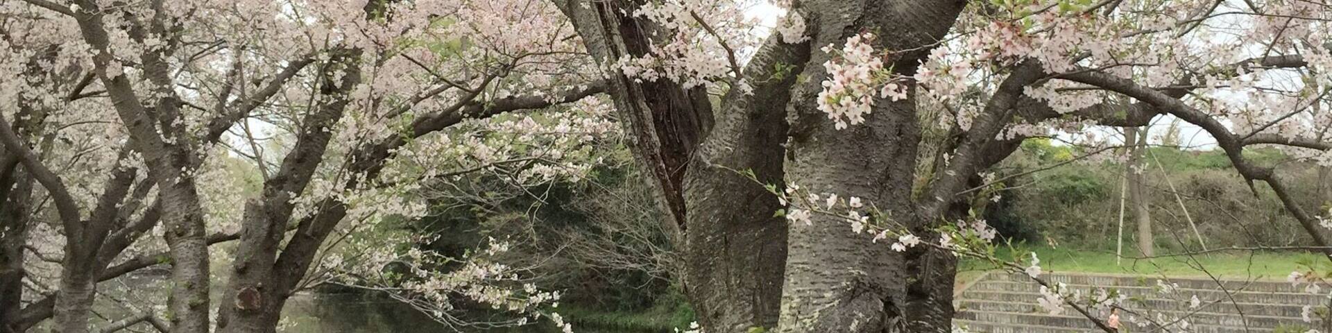 old Sakura tree