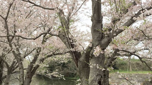 old Sakura tree