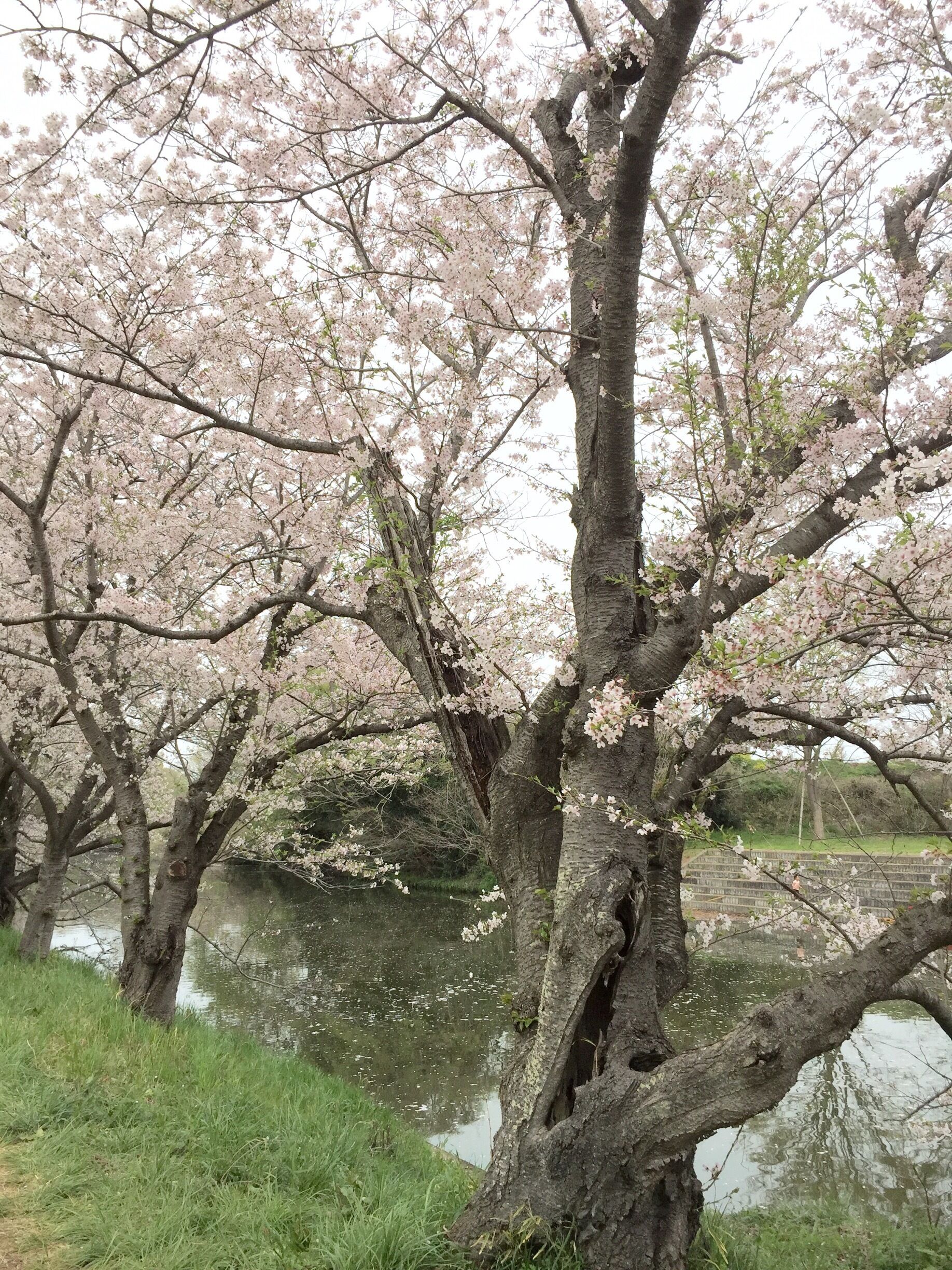 A cherry blossom tree with pink flowers by a calm lake.