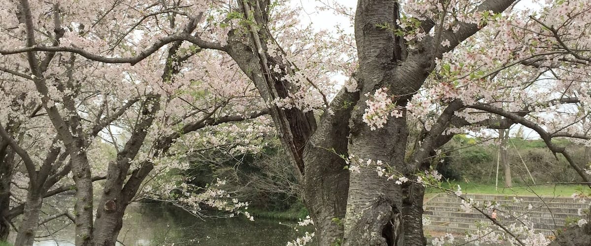 A cherry blossom tree with pink flowers by a calm lake.