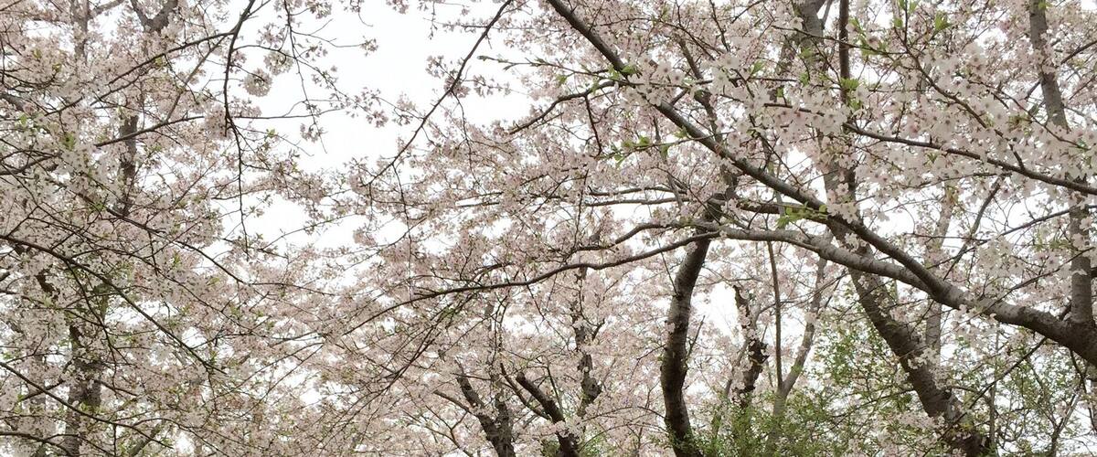 1.8km long Sakura street with 600 sakura trees