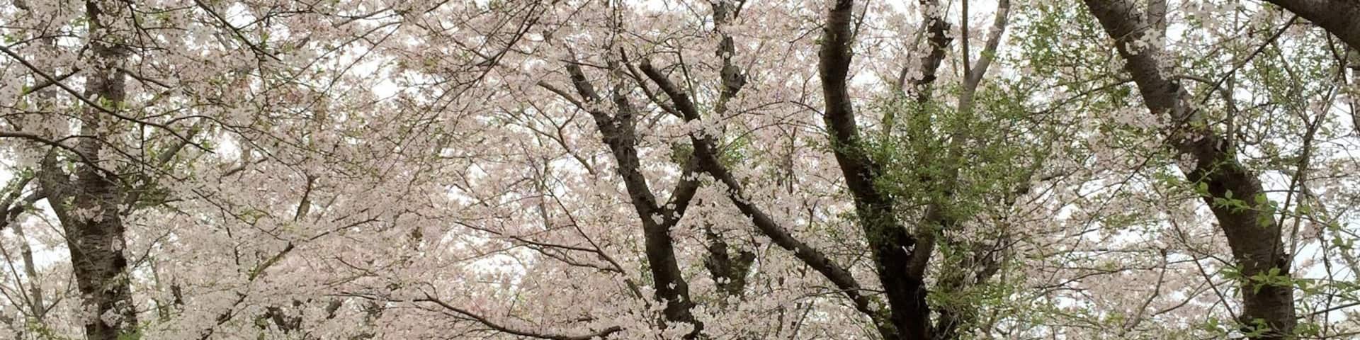 1.8km long Sakura street with 600 sakura trees