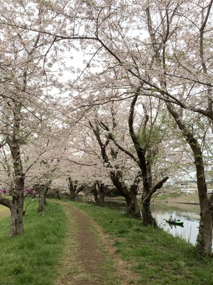 1.8km long Sakura street with 600 sakura trees