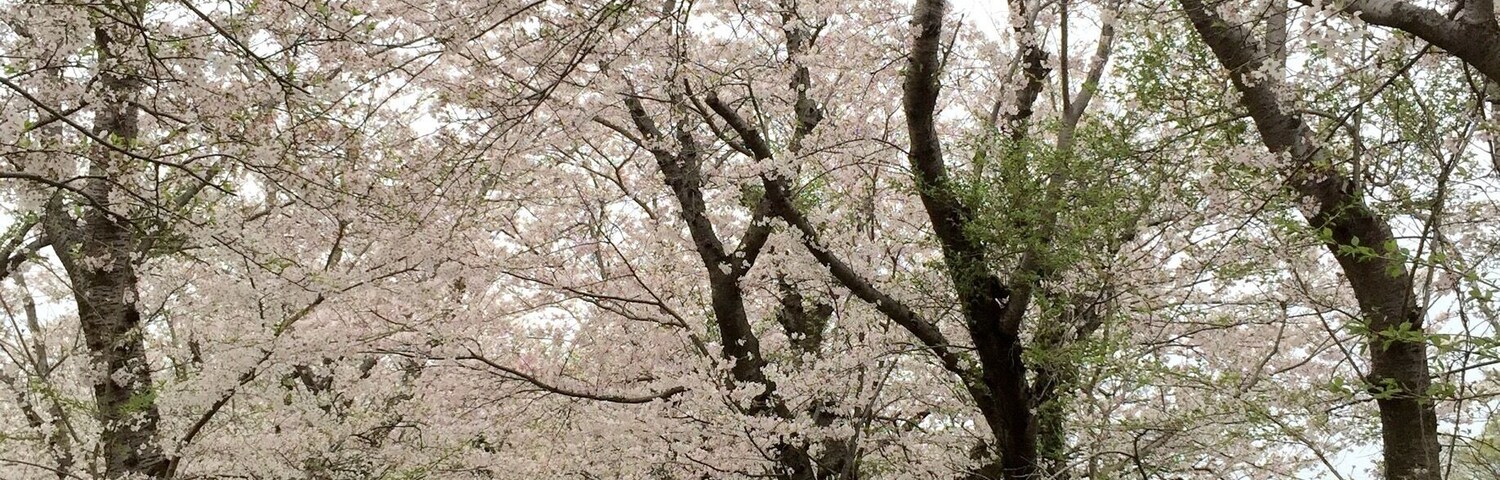 1.8km long Sakura street with 600 sakura trees