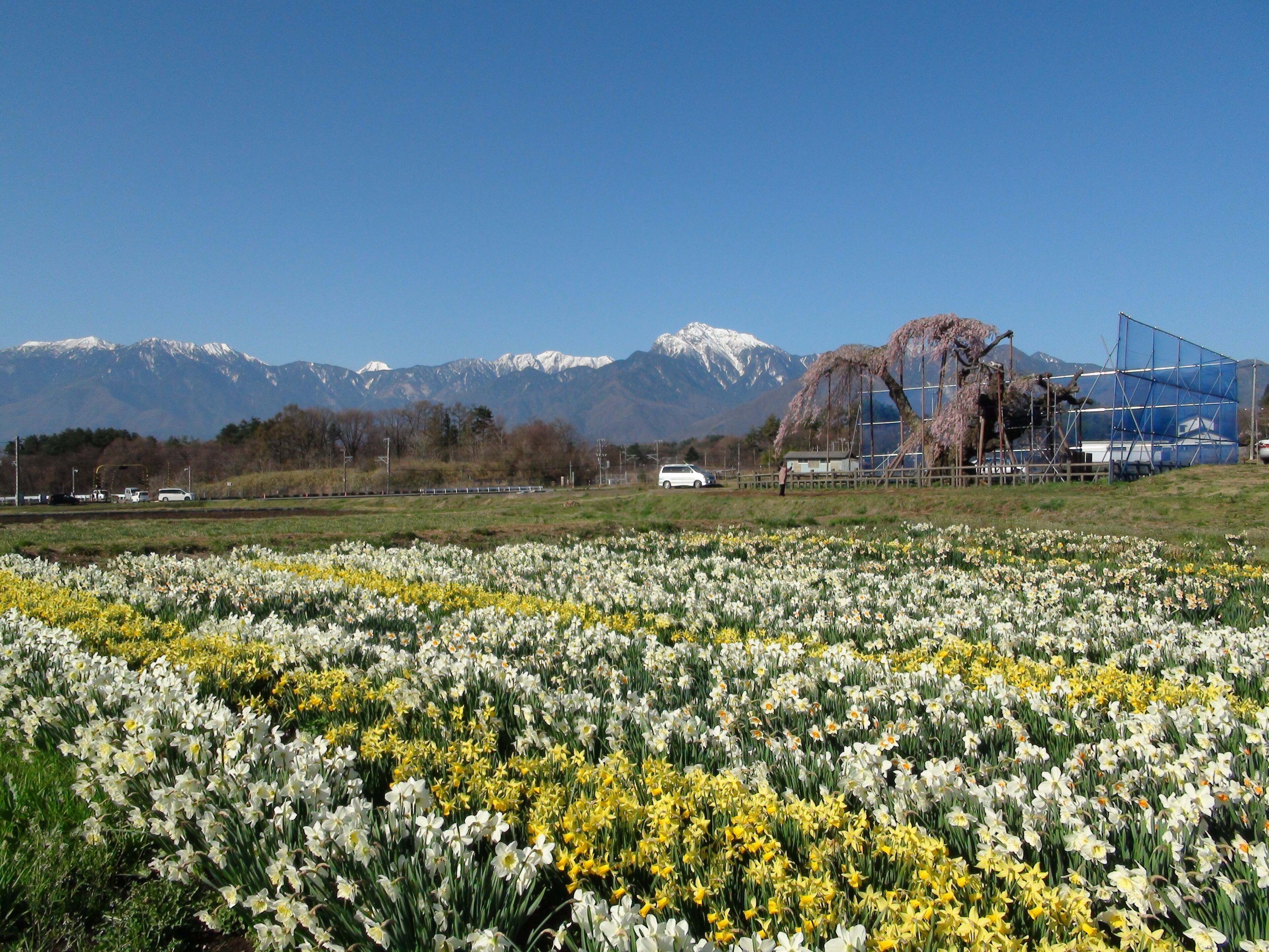 A field of daffodils with a mountain range in the background and a building under construction.