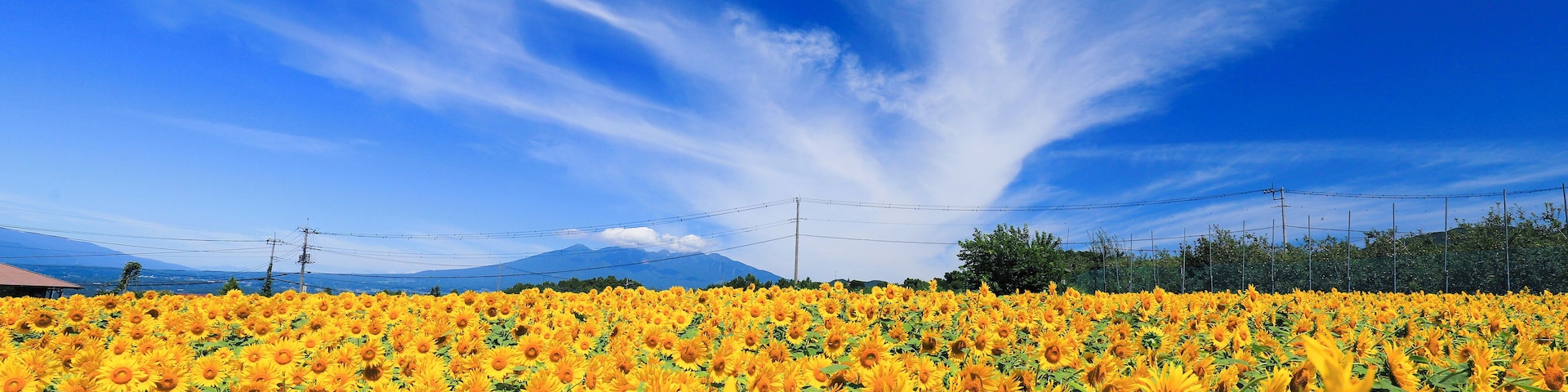 Just catch the last day of the sunflower festival at this flower field and it took me a few hours travelling from Tokyo.