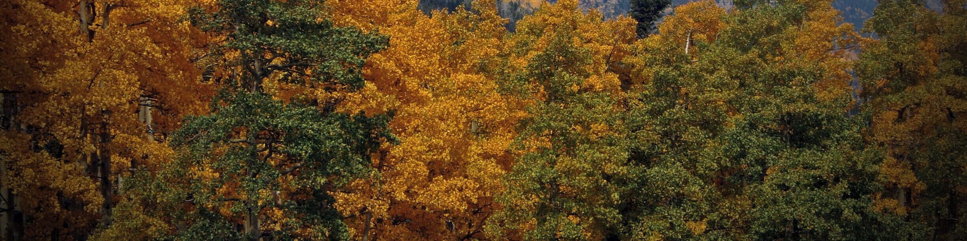 Near Cuchara Pass in Cuchara, CO. Amazing colors in fall