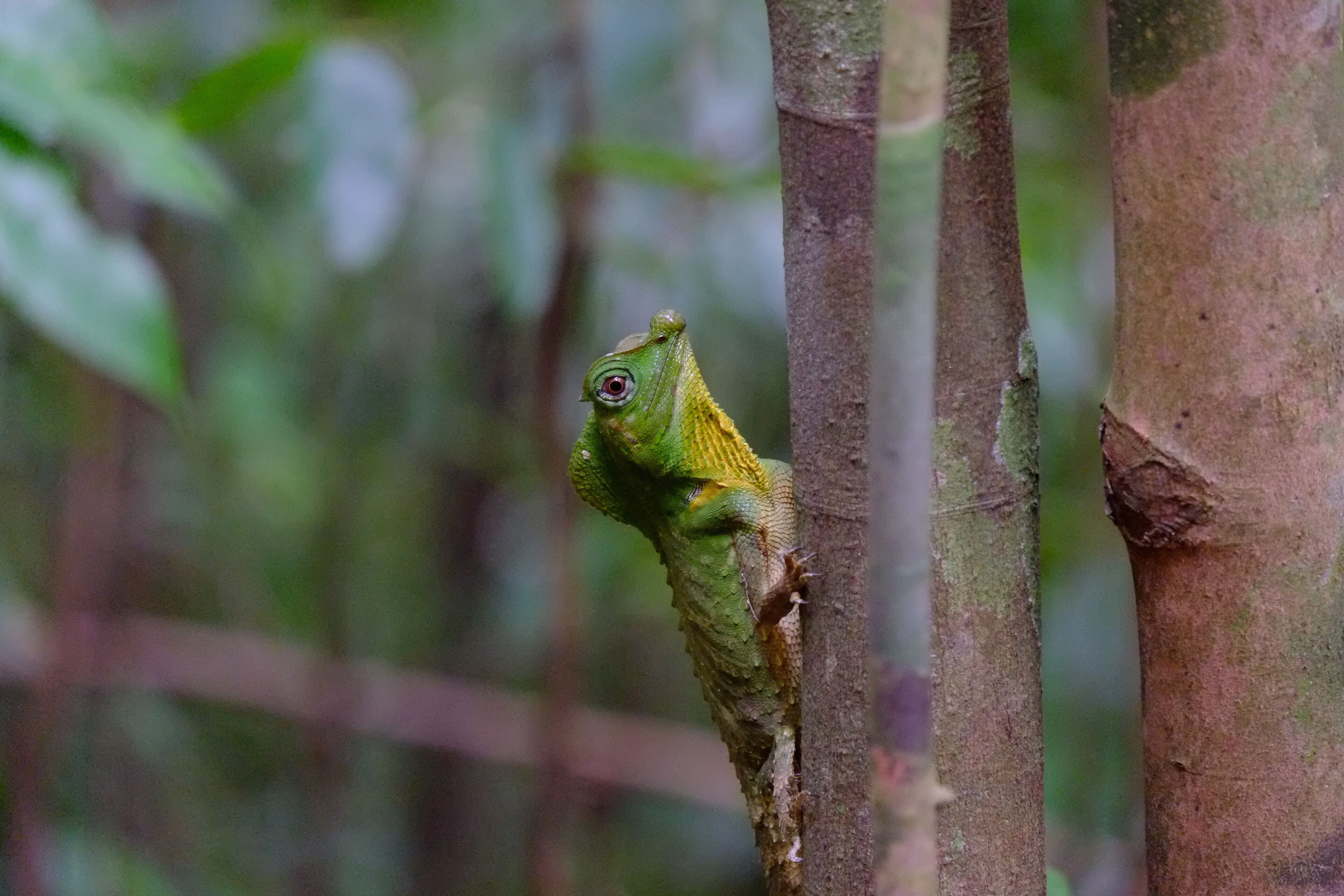 Gekko vert Sinharaja Forest Réserve
