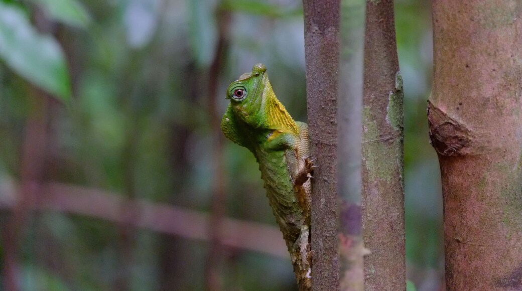 Gekko vert Sinharaja Forest Réserve