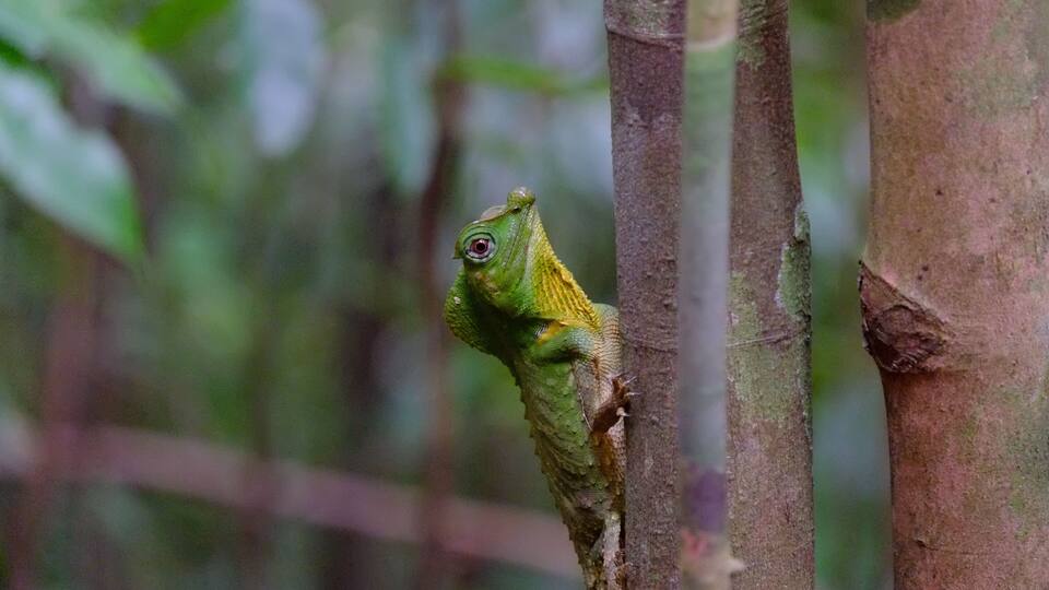 A green lizard on a tree branch in a forest.