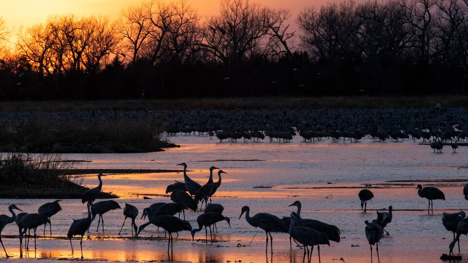 Sandhill cranes (Grus canadensis) roosting in Platte River at sunset; near Kearney, Nebraska