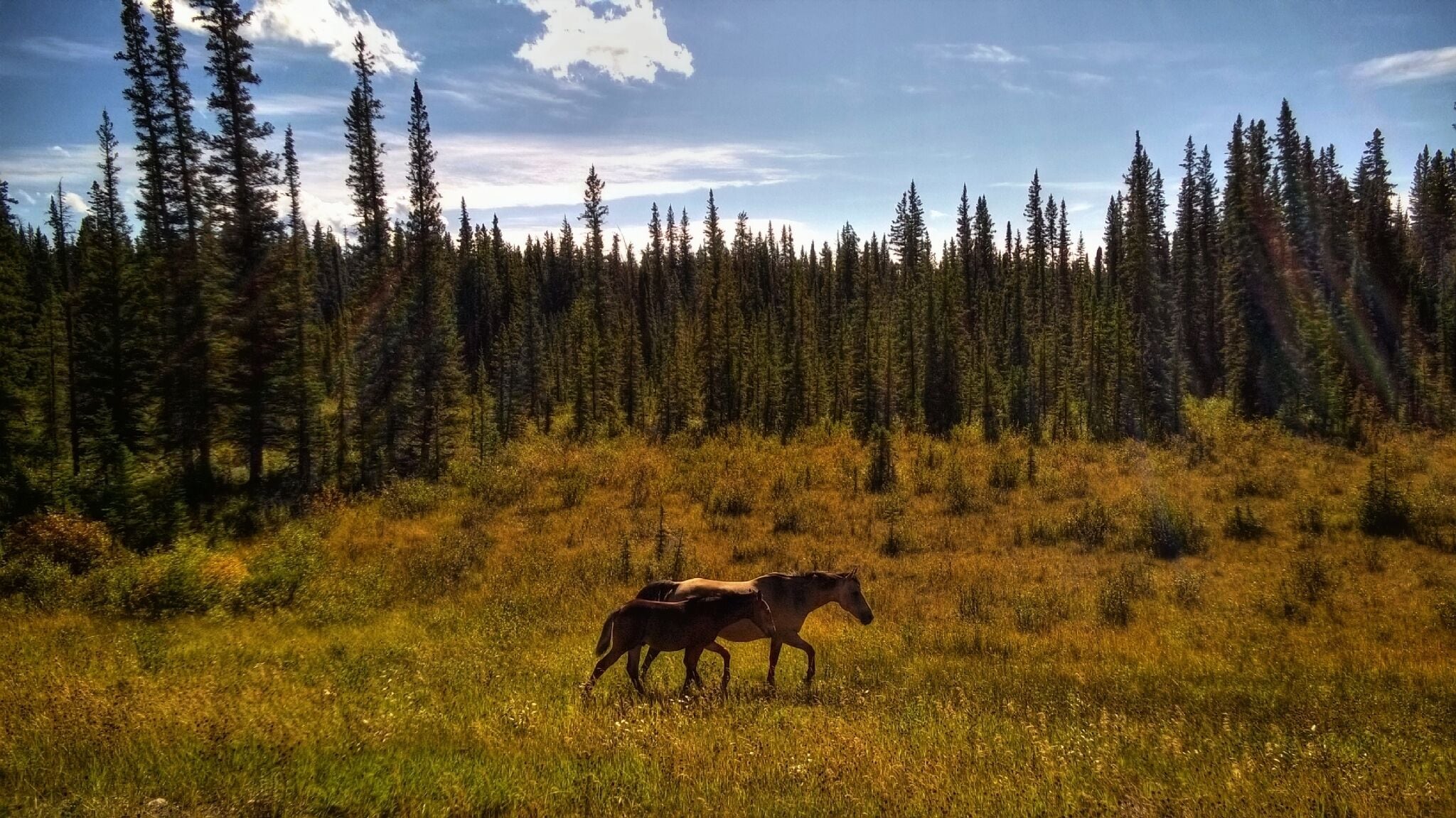 We came acorss these wild (?) horses while driving from Saskatchewan  crossing to Rocky Mountain House, Alberta. Cute pair, momma and her filly.