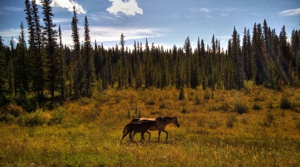 We came acorss these wild (?) horses while driving from Saskatchewan crossing to Rocky Mountain House, Alberta. Cute pair, momma and her filly.