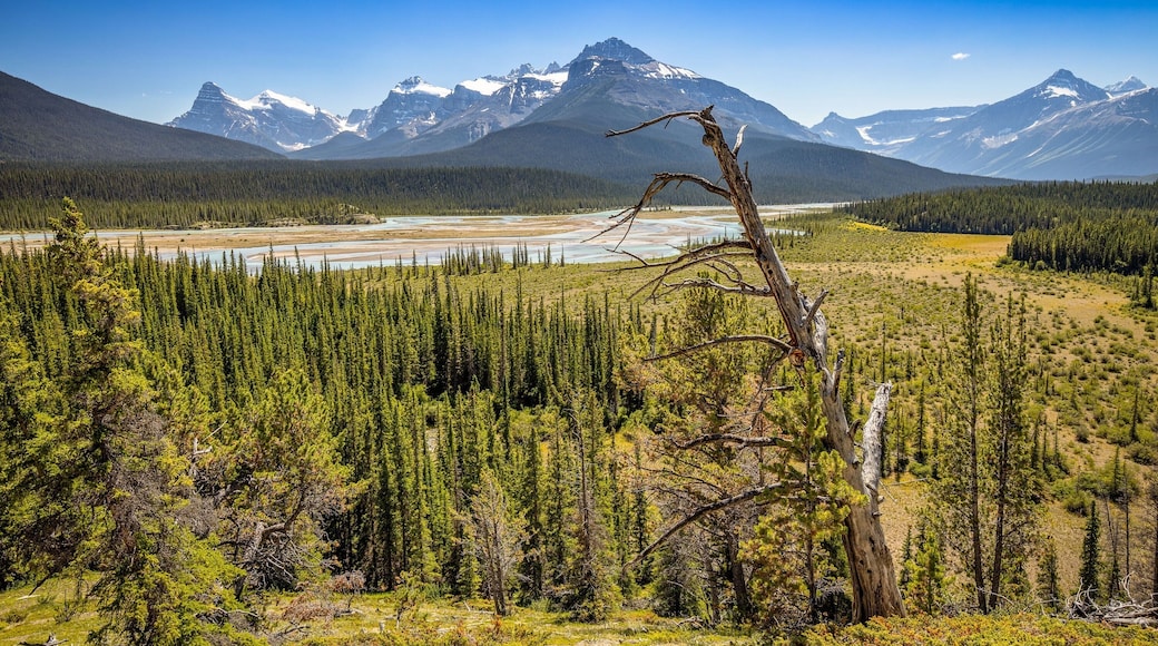 Just a short drive from The Crossing resort on the Icefields Parkway is the Howse Pass Viewpoint, you can just relax here and watch the Saskatchewan River flow through the valley. There is also a hike here but it’s a 24km gruelling one for the fit! #Nature