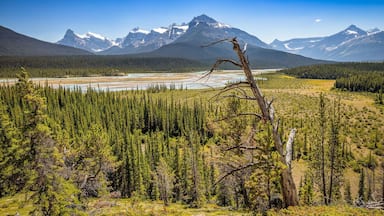Just a short drive from The Crossing resort on the Icefields Parkway is the Howse Pass Viewpoint, you can just relax here and watch the Saskatchewan River flow through the valley. There is also a hike here but it’s a 24km gruelling one for the fit! #Nature