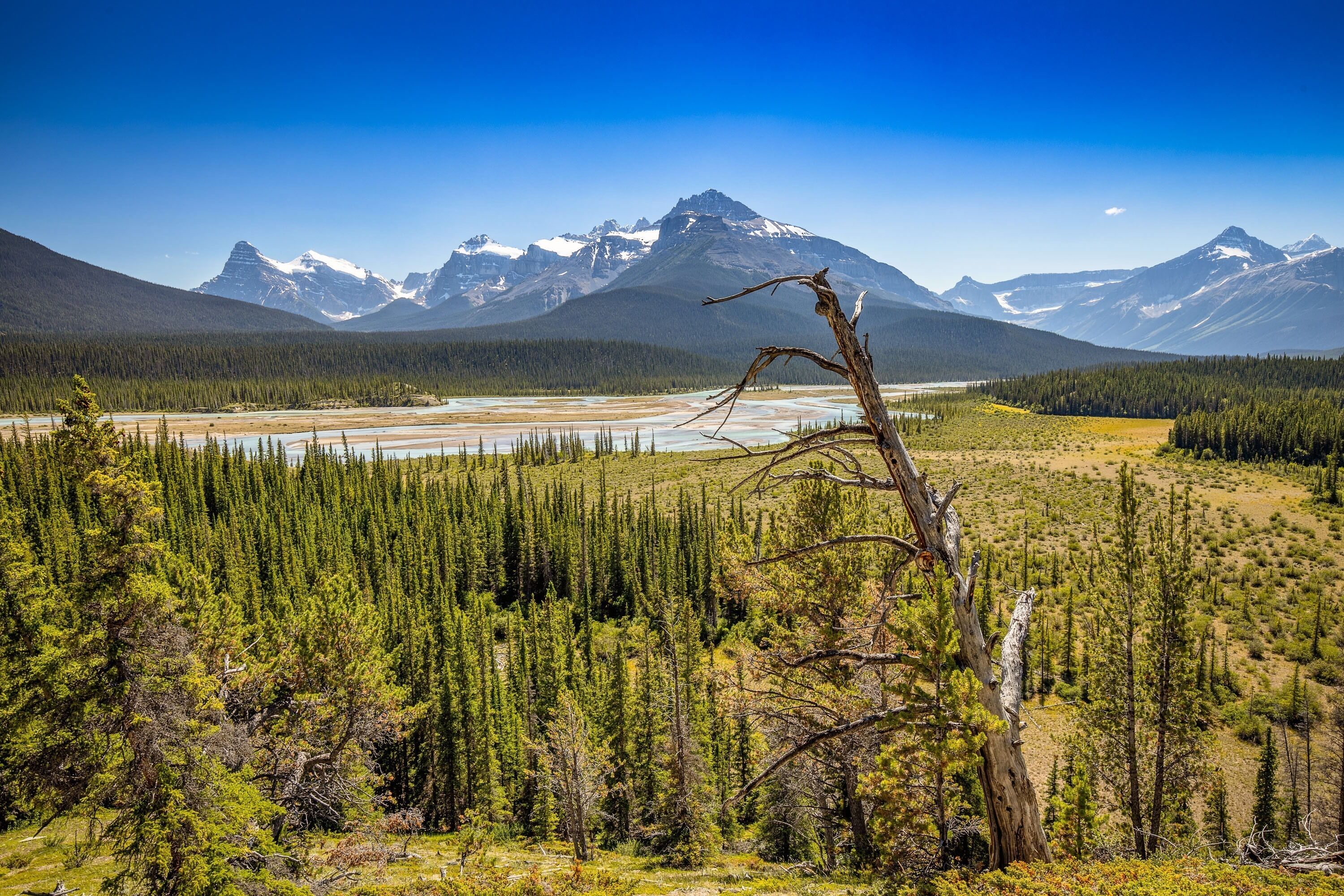 A mountainous landscape with a river, dense forest, and a prominent dead tree.