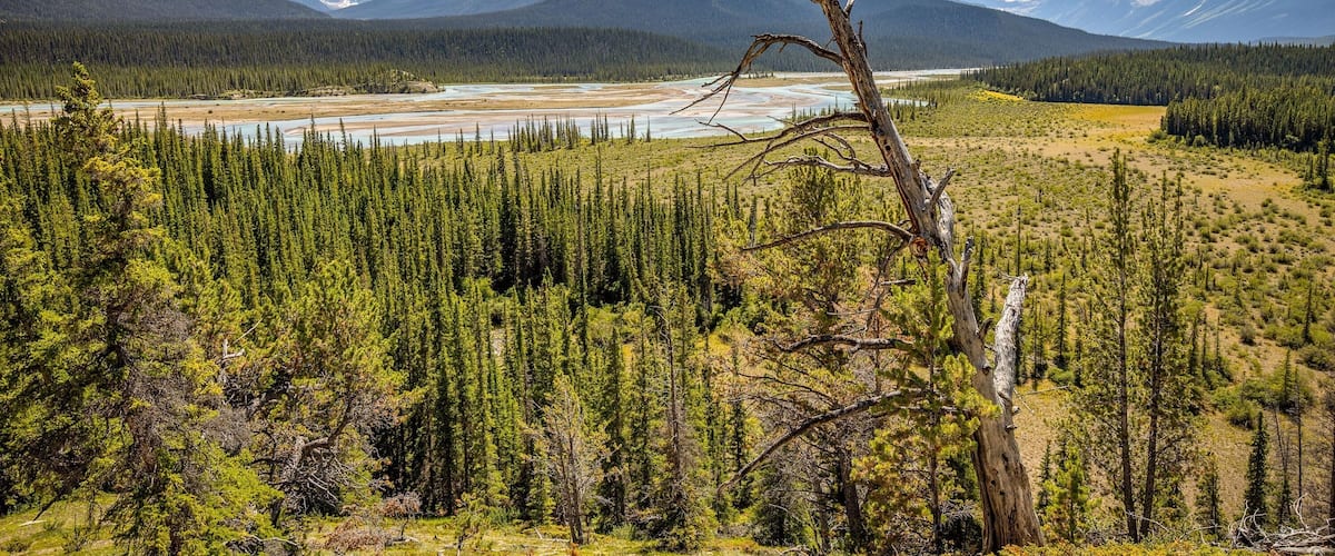 A mountainous landscape with a river, dense forest, and a prominent dead tree.