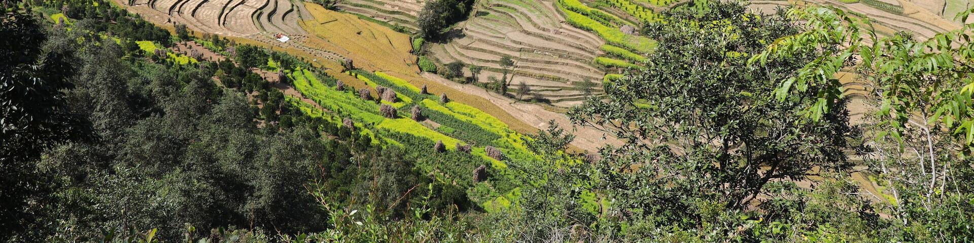Balthali village rice fields, Kathmandu Valley Nepal