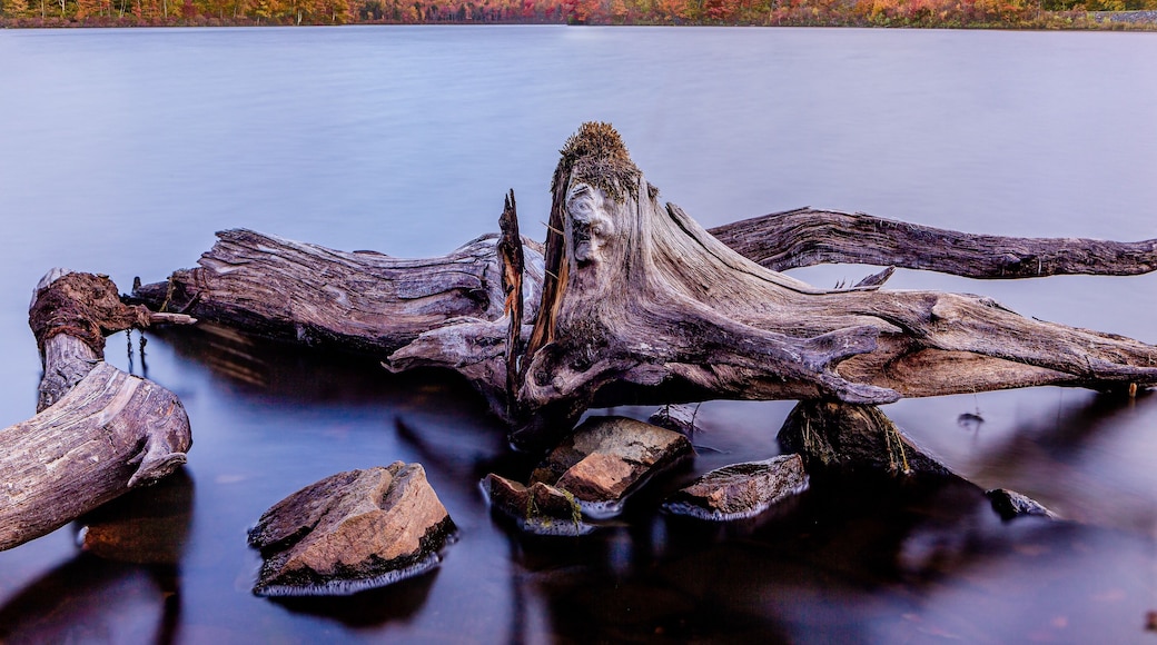 Just a lonely stump.
#roadtrip
#statepark
#parks
#autumn
#fall
#foliage
