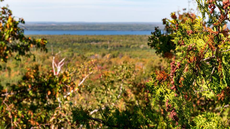 A forested landscape with a lake in the distance.