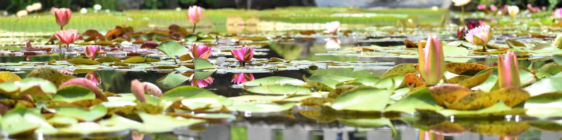 植物園、公園、屋内、温室、花壇、蓮、水蓮、蓮根、ロータス、蓮の花、レンコン、ロータス効果、蓮台、lotus、