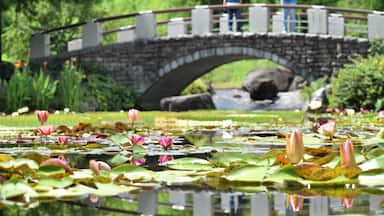 植物園、公園、屋内、温室、花壇、蓮、水蓮、蓮根、ロータス、蓮の花、レンコン、ロータス効果、蓮台、lotus、