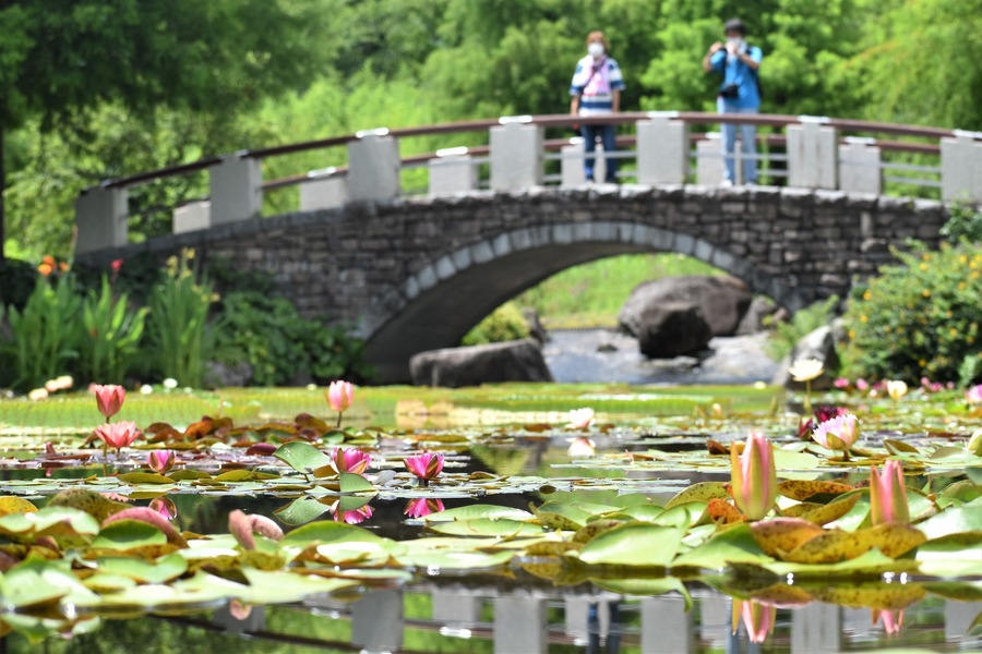 Uma ponte de pedra sobre um lago, com flores de lótus e vegetação.