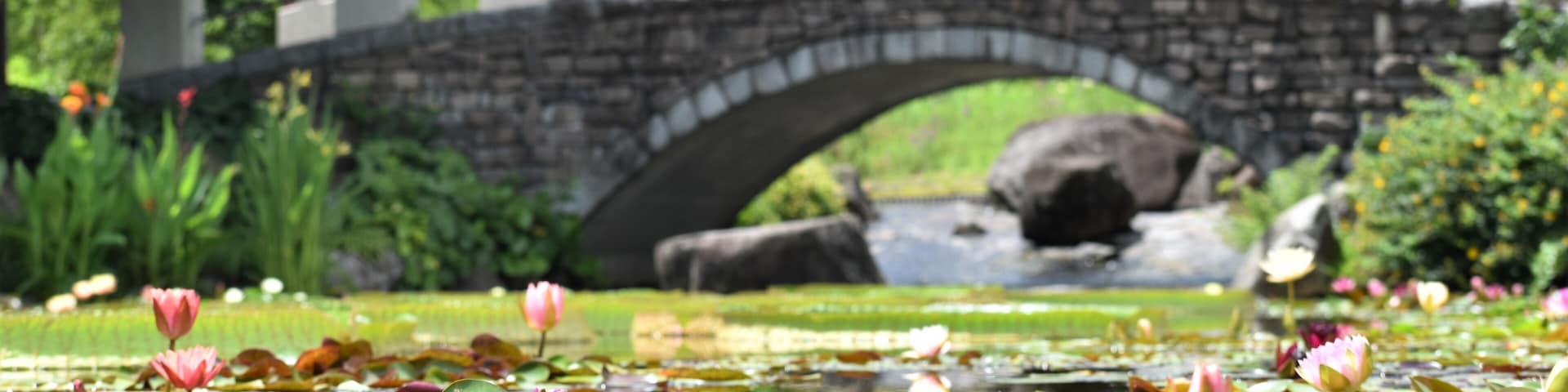 植物園、公園、屋内、温室、花壇、蓮、水蓮、蓮根、ロータス、蓮の花、レンコン、ロータス効果、蓮台、lotus、