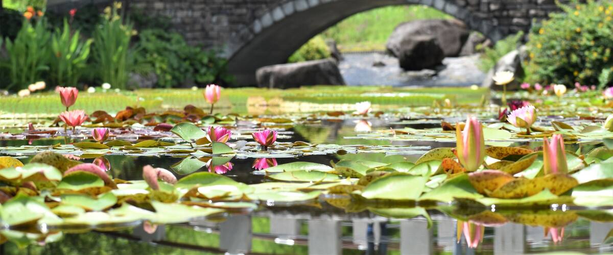 A stone bridge over a pond with lotus flowers and greenery.